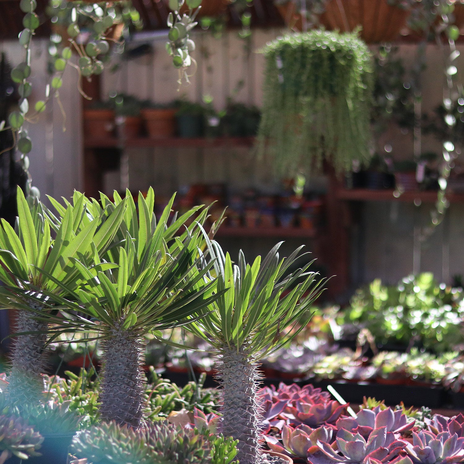 santa barbara 7 day nursery. floral delivery santa barbara.