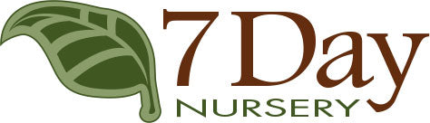 7 Day Nursery