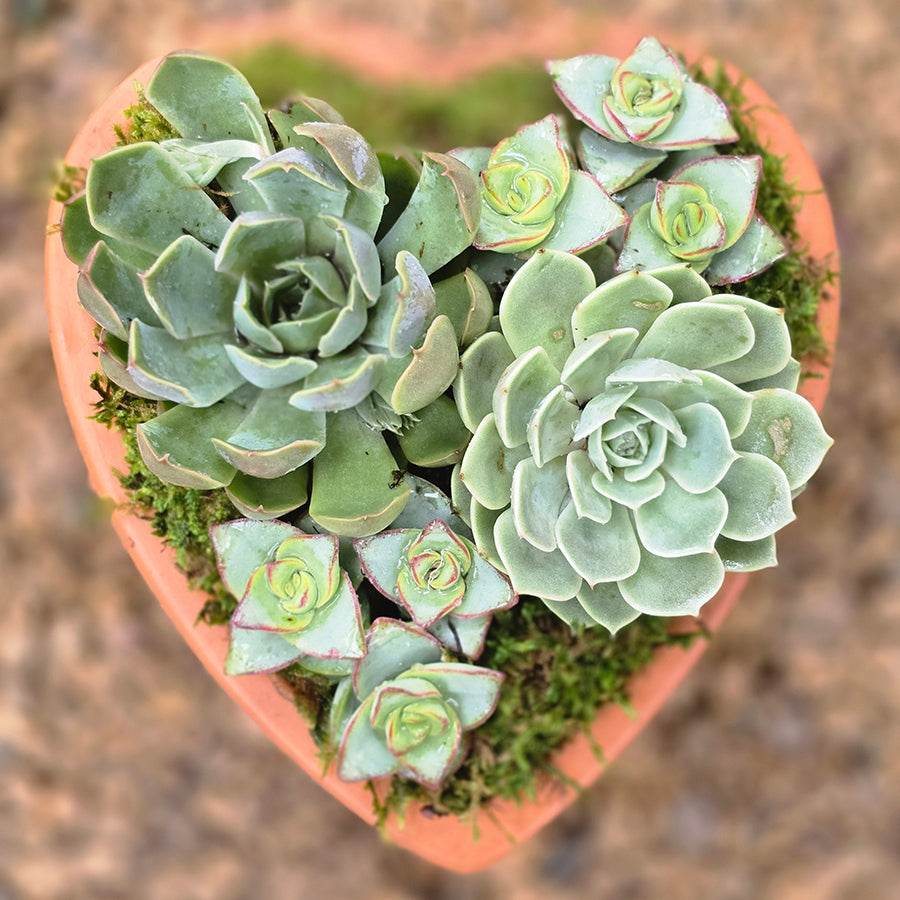 Heart Succulent Arrangement | Small