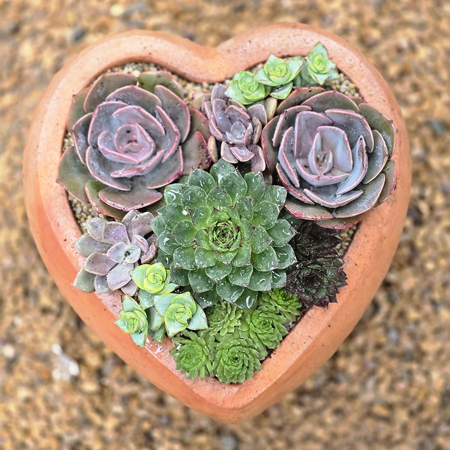Heart Succulent Arrangement | Small