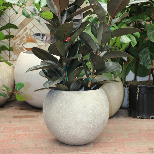 White 7 Day Planter | Small