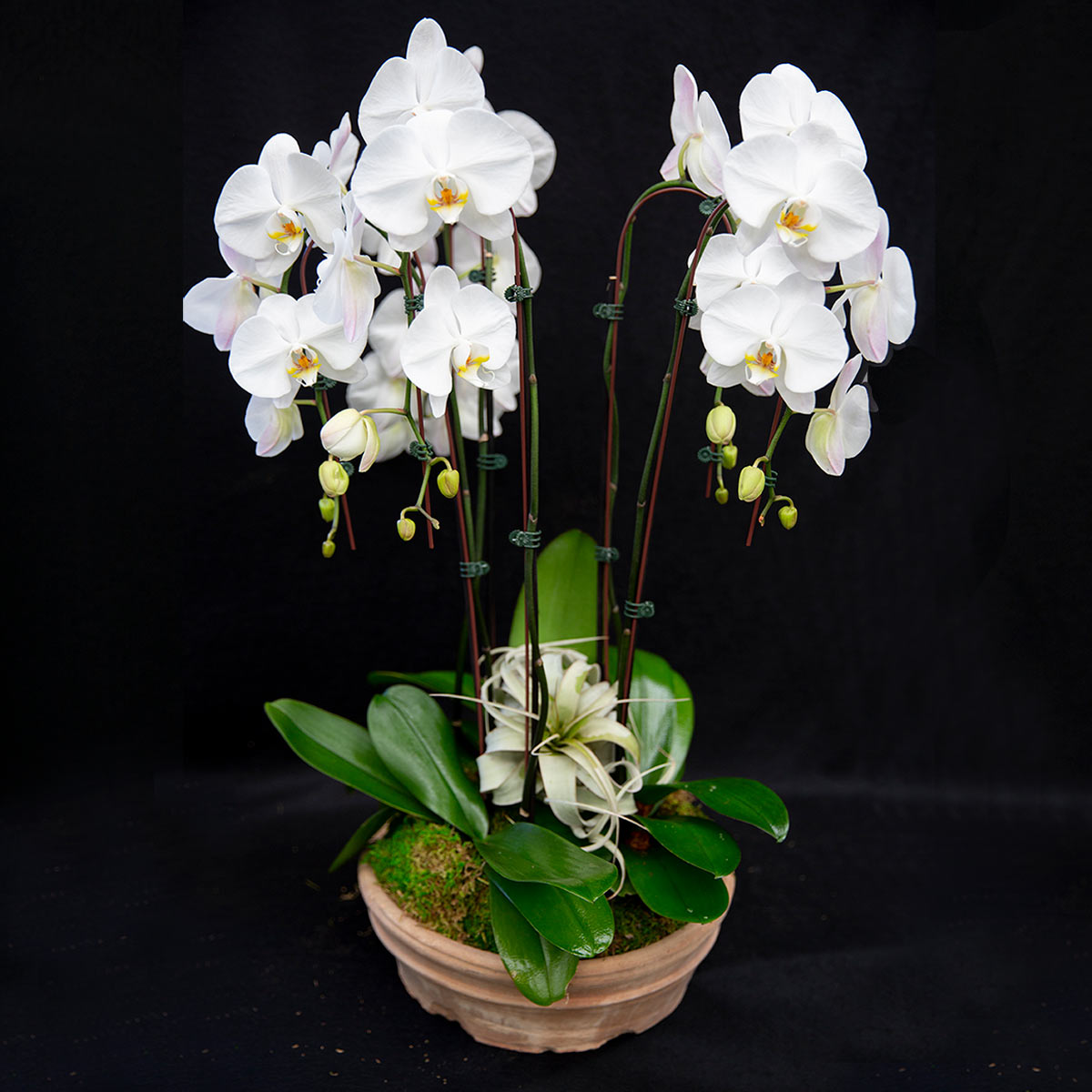 large orchid plant pot Orchid Arrangement