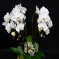 Orchid Arrangement | Large