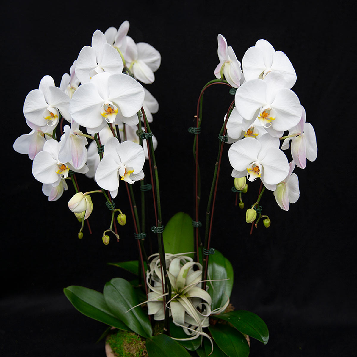 Orchid Arrangement | Large