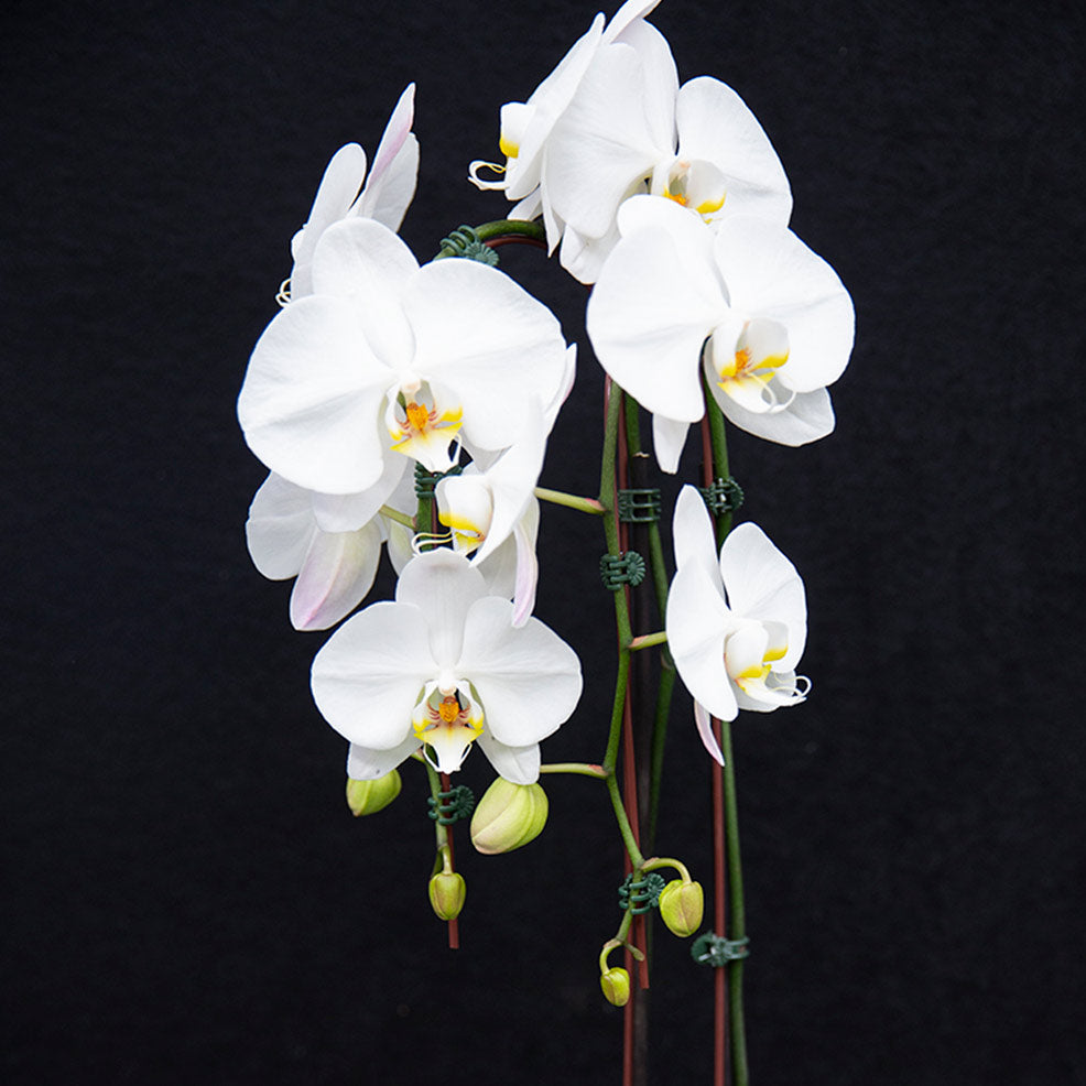 small orchid arrangement 7 day nursery