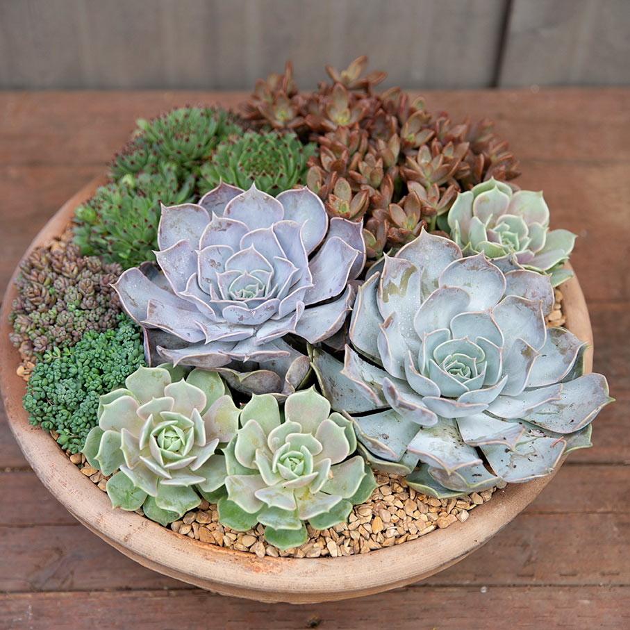 big succulent bowl Succulent Arrangement
