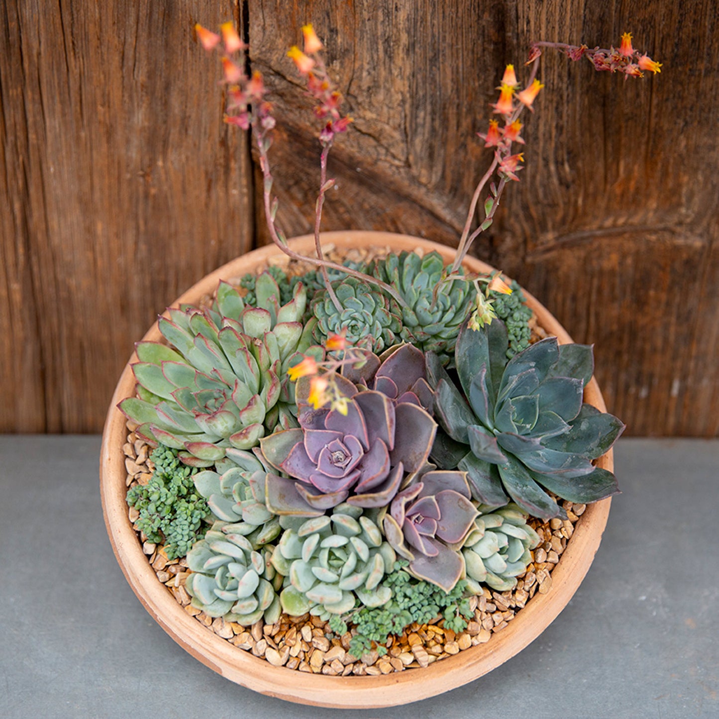 Succulent Arrangement | Medium