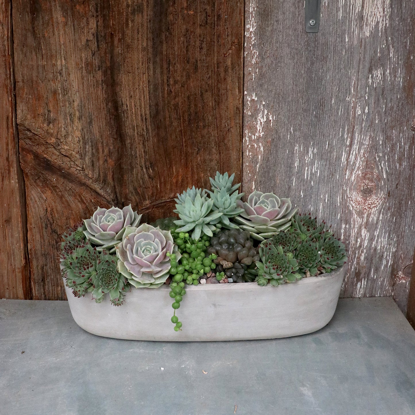 Succulent Arrangement | Medium
