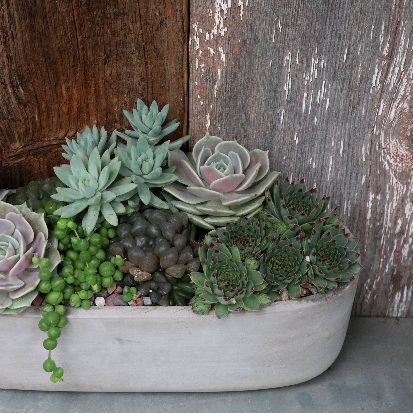 Succulent Arrangement | Medium