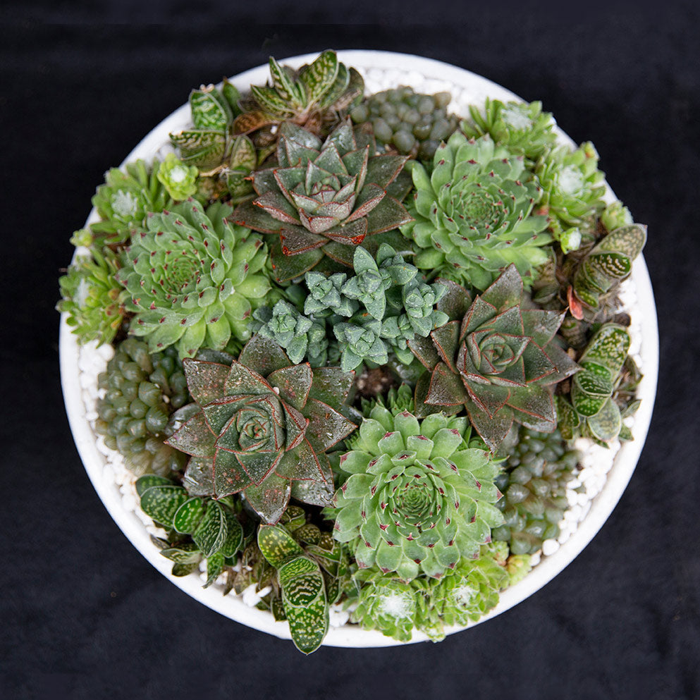 succulents and cactus for sale Succulent Arrangement