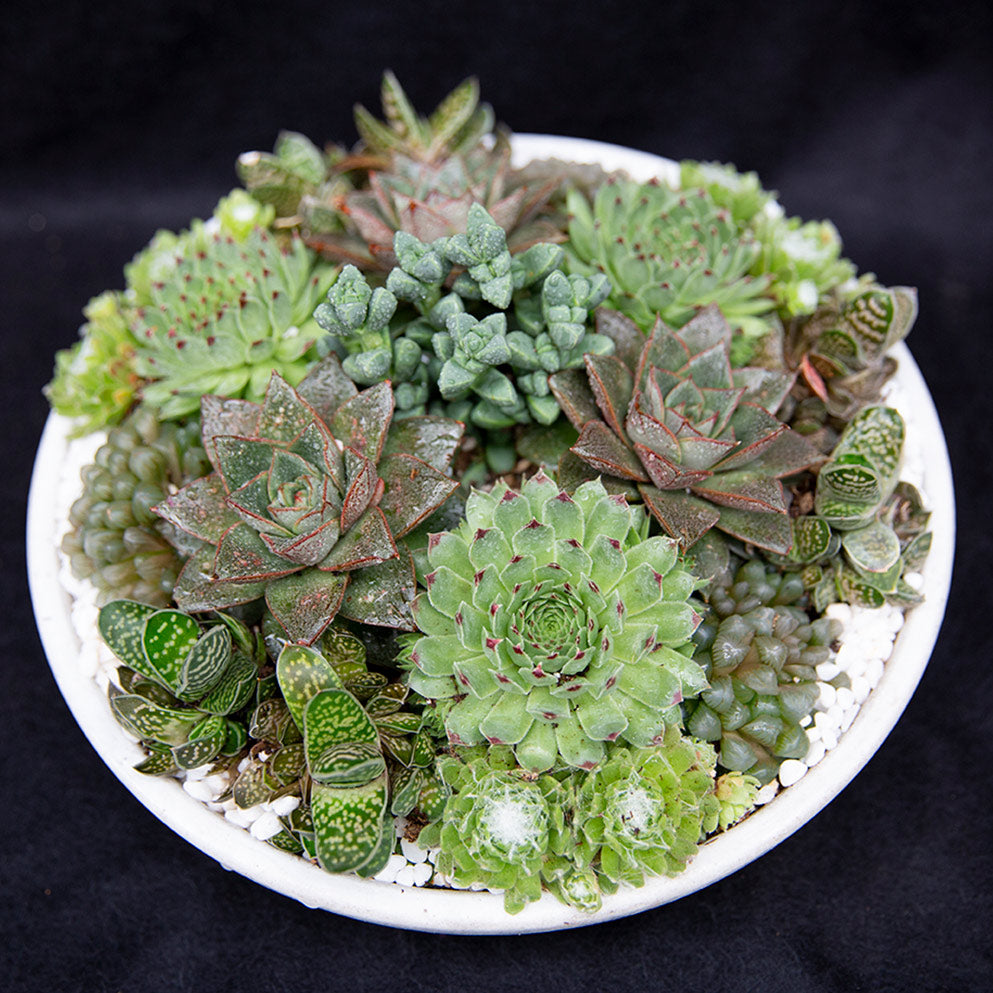 Succulent Arrangement | Medium