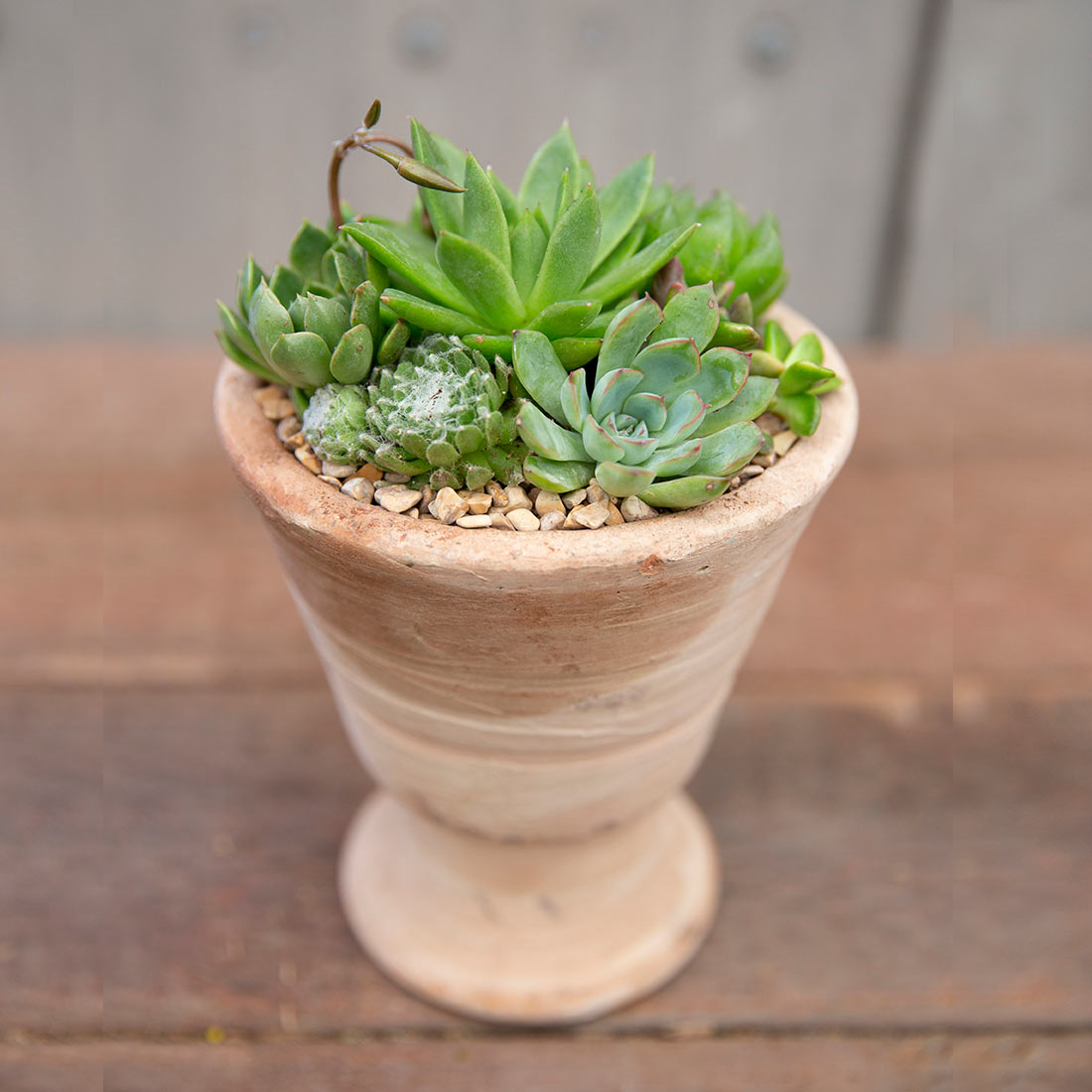 Succulent Arrangement | Small