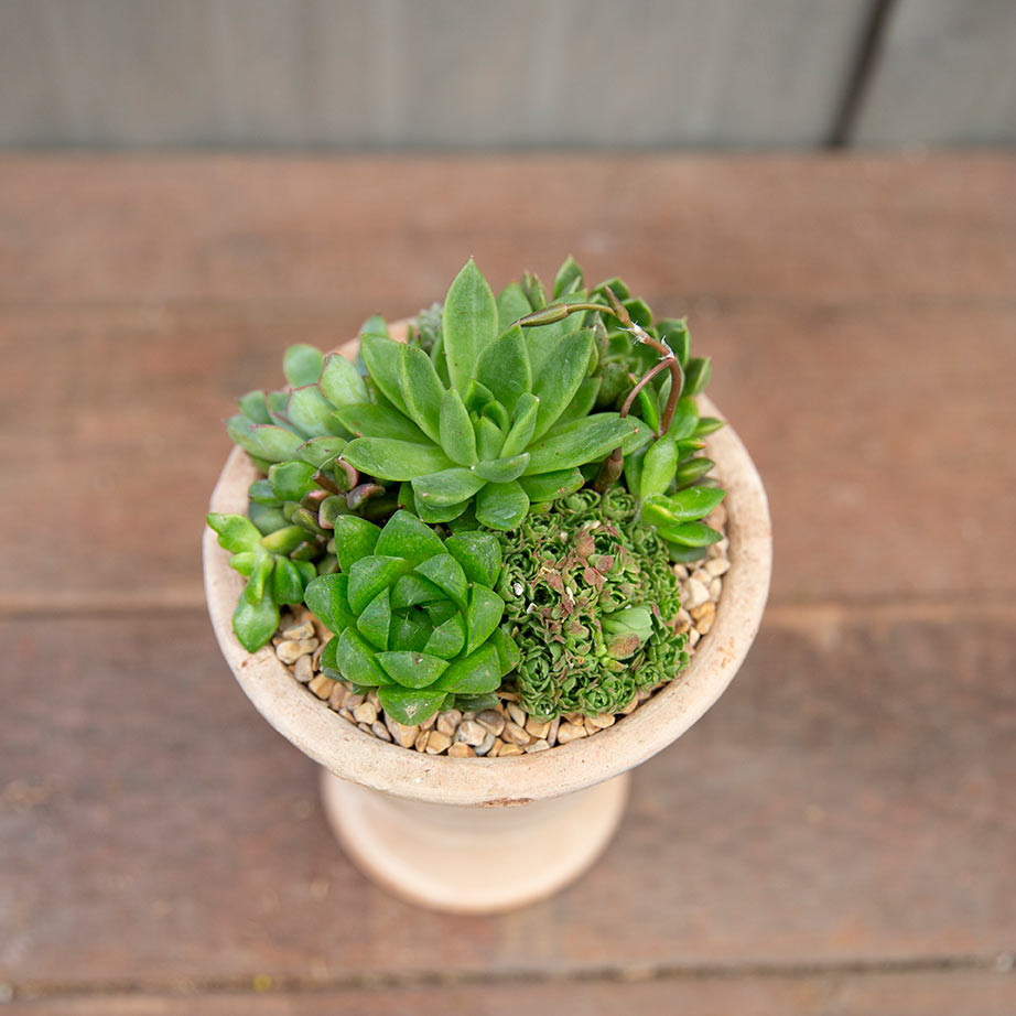 Succulent Arrangement | Small