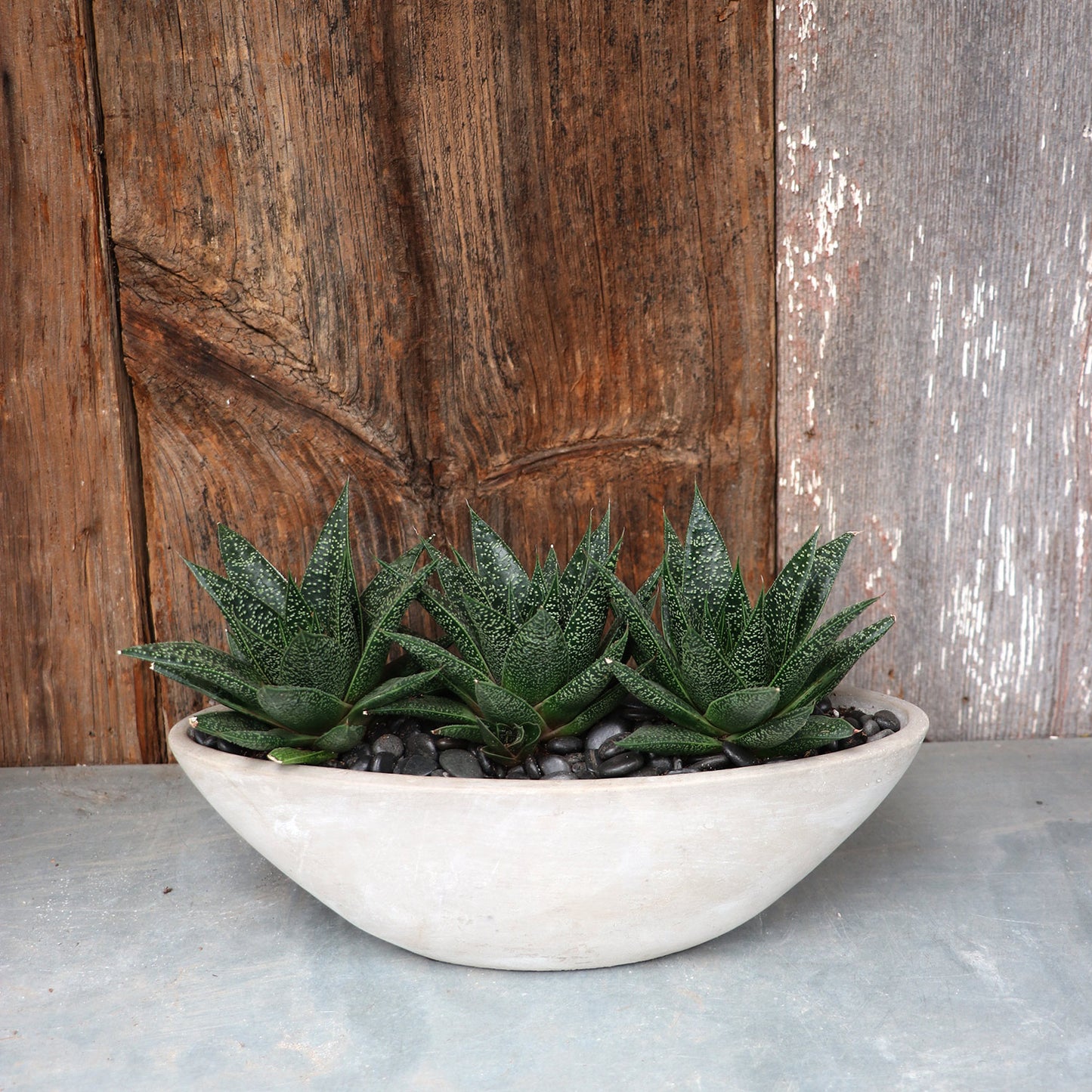 Succulent Arrangement | Medium