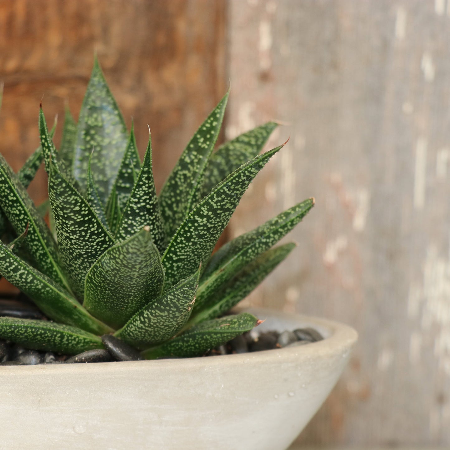 Succulent Arrangement | Medium