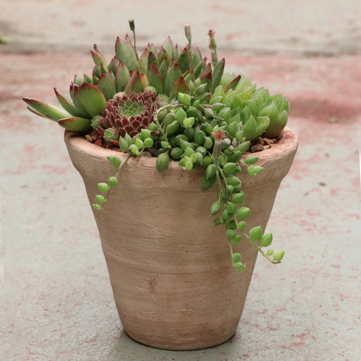 Succulent Arrangement | Small