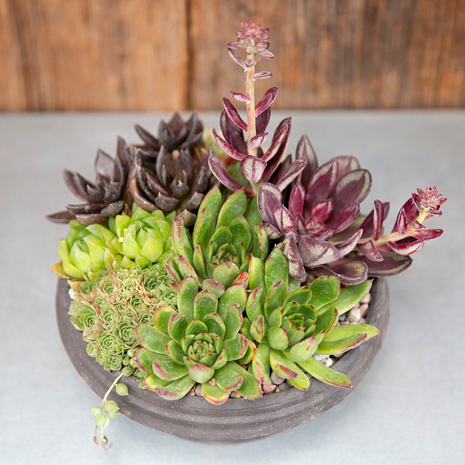 succulent garden centerpiece Succulent Arrangement