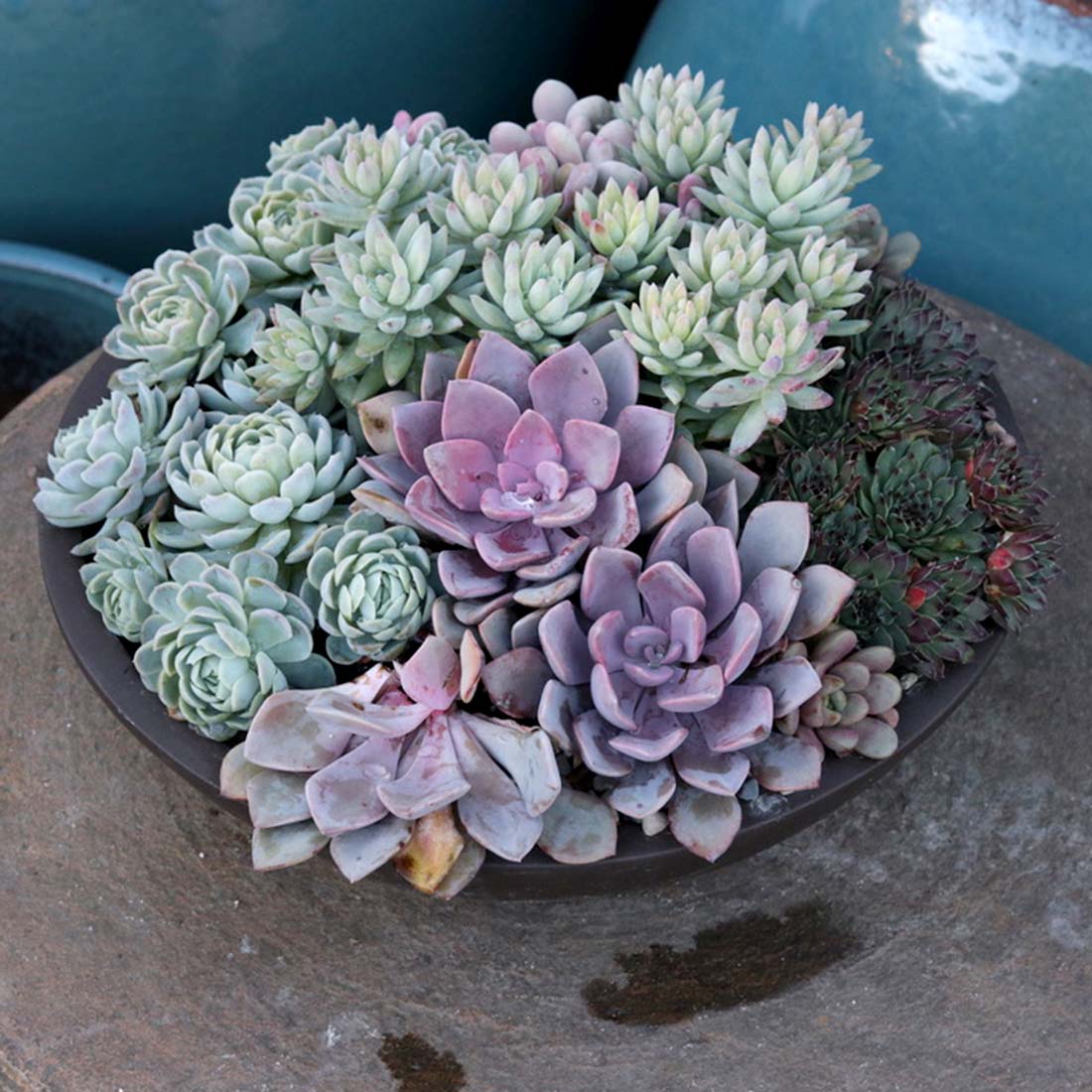 Succulent Arrangement | Medium
