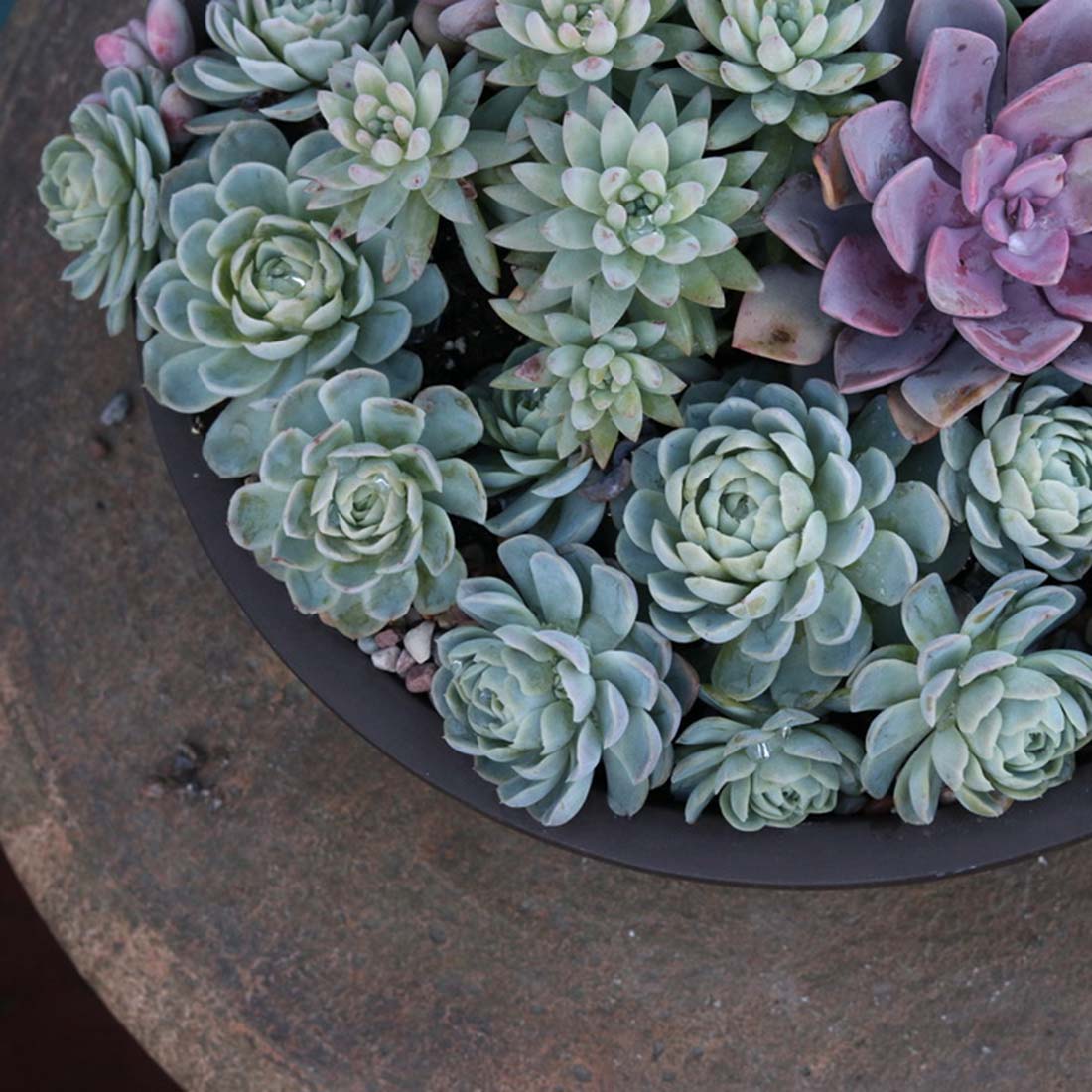 Succulent Arrangement | Medium