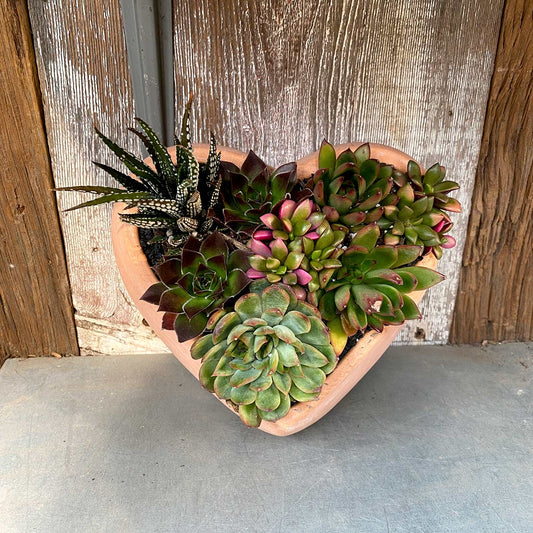 heart succulent arrangement 7 day nursery