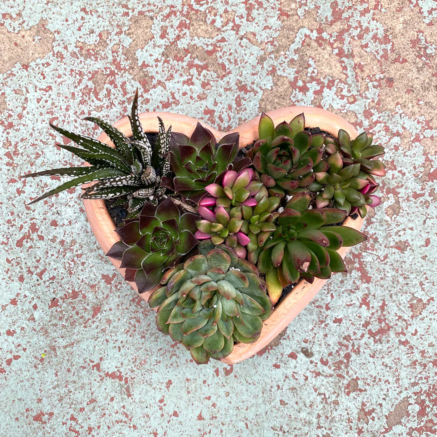 heart succulent arrangement 7 day nursery