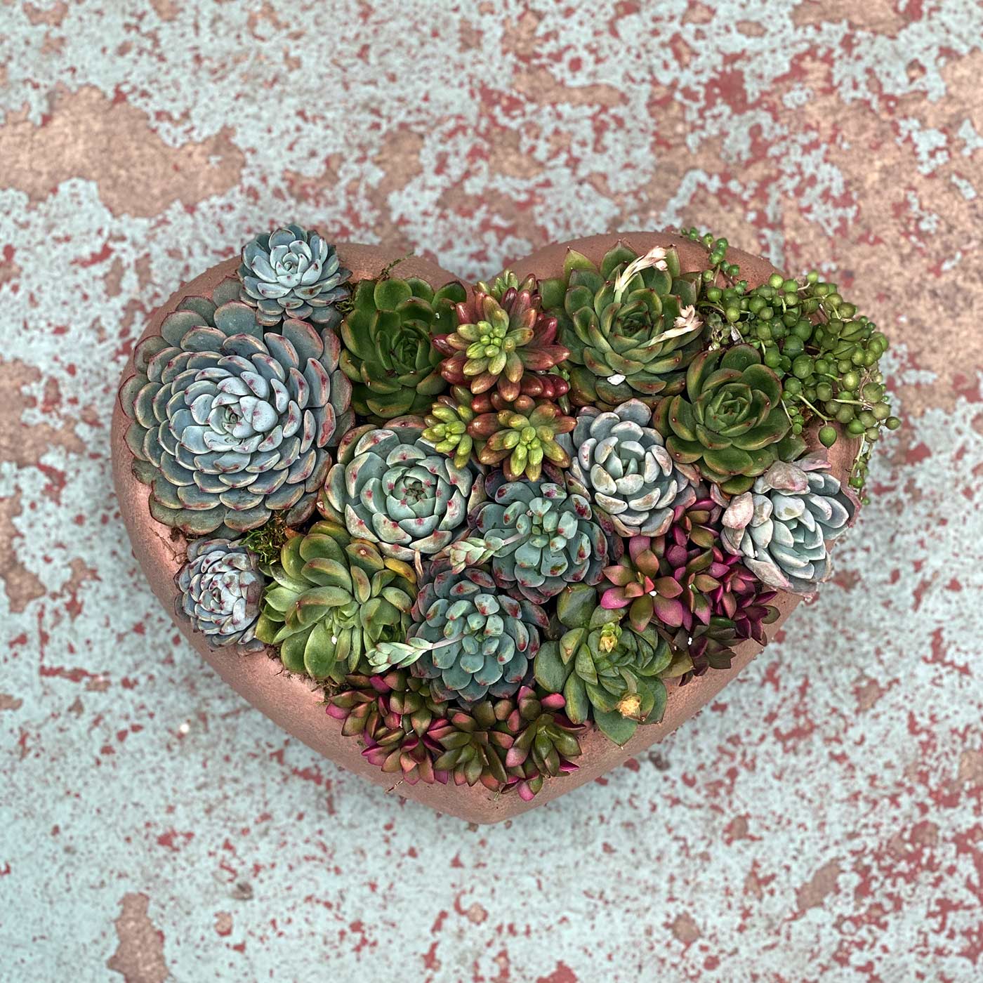 succulent hearts Heart Succulent Arrangement