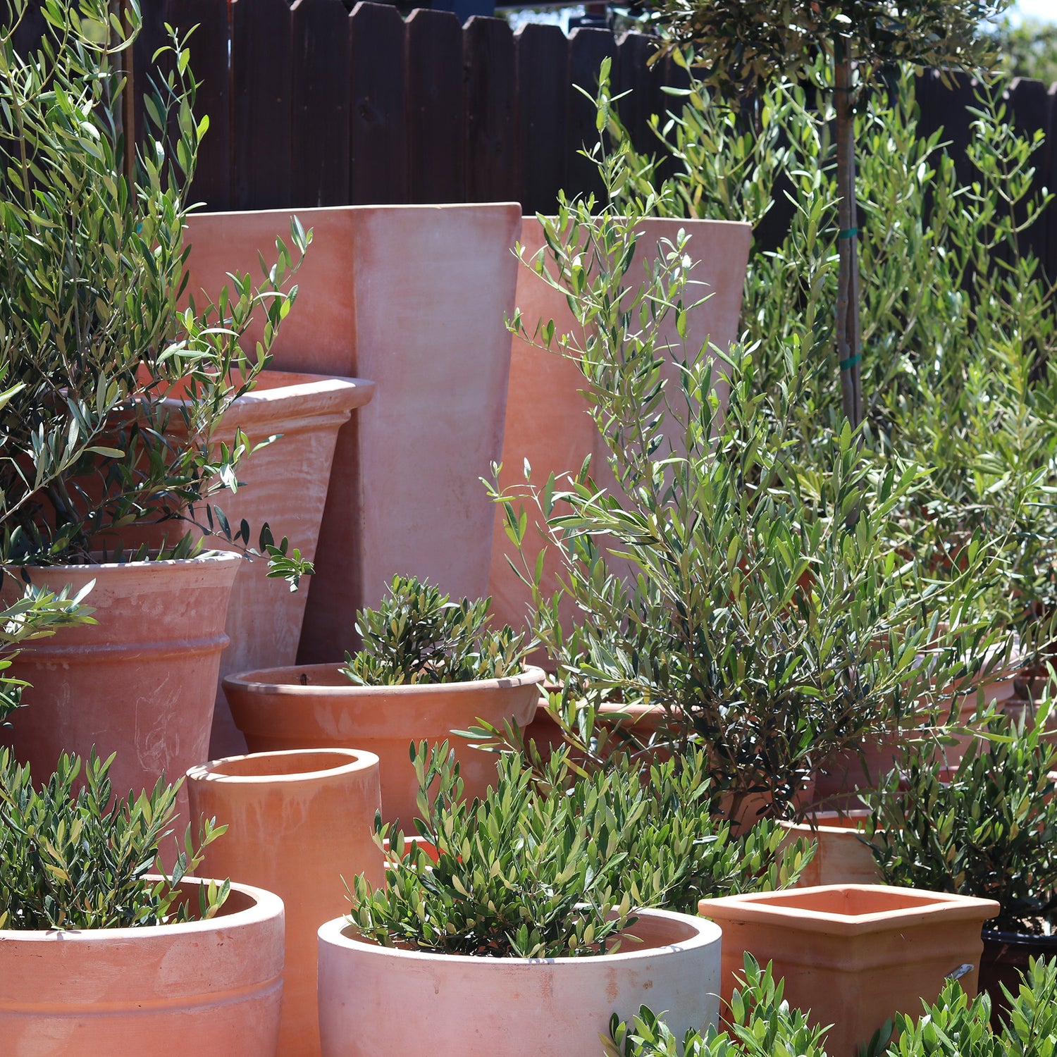 santa barbara planters 7 day nursery. offering locally made planters, pots, and plants. santa barbara olive trees.