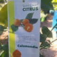 Calamondin (Calamansi) Citrus Fruit Tree