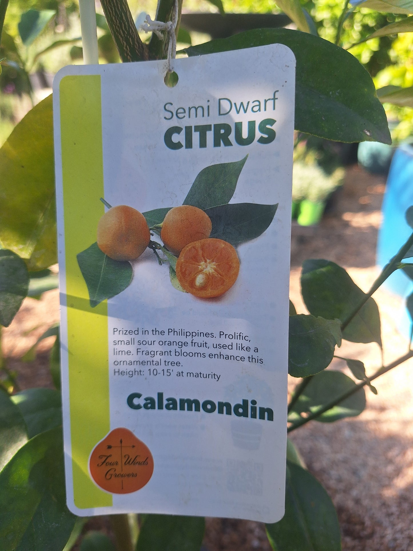 Calamondin (Calamansi) Citrus Fruit Tree