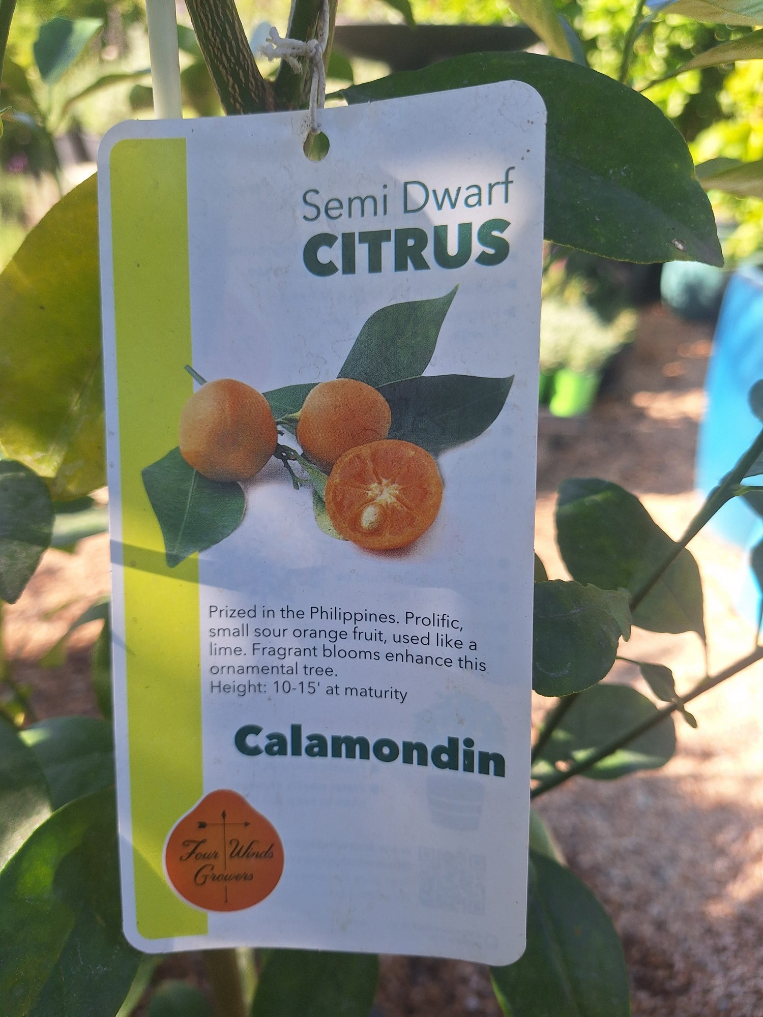 calamondin orange semi dwarf tree Calamondin (Calamansi) Citrus Fruit Tree – 7DayNursery