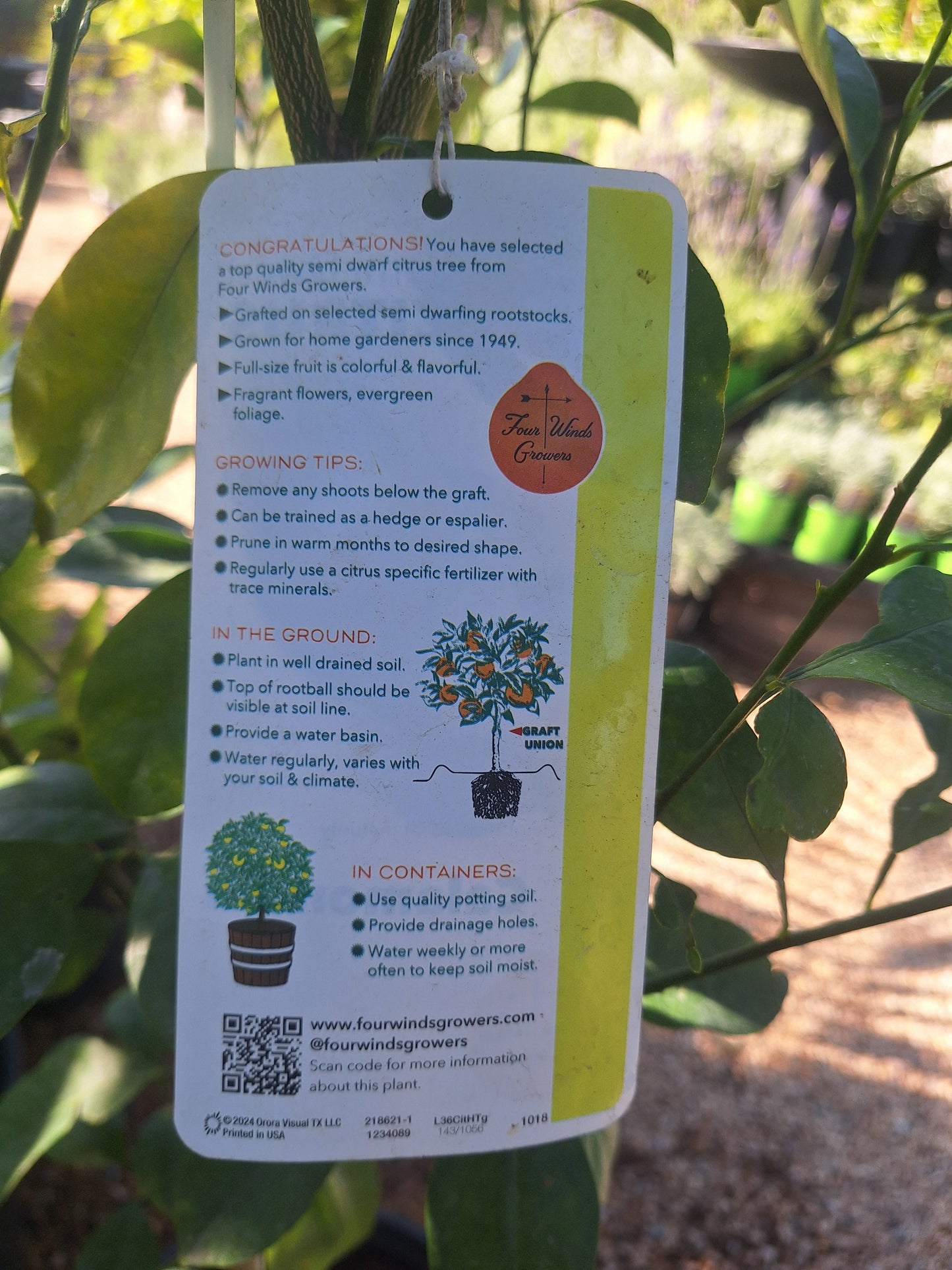 Calamondin (Calamansi) Citrus Fruit Tree