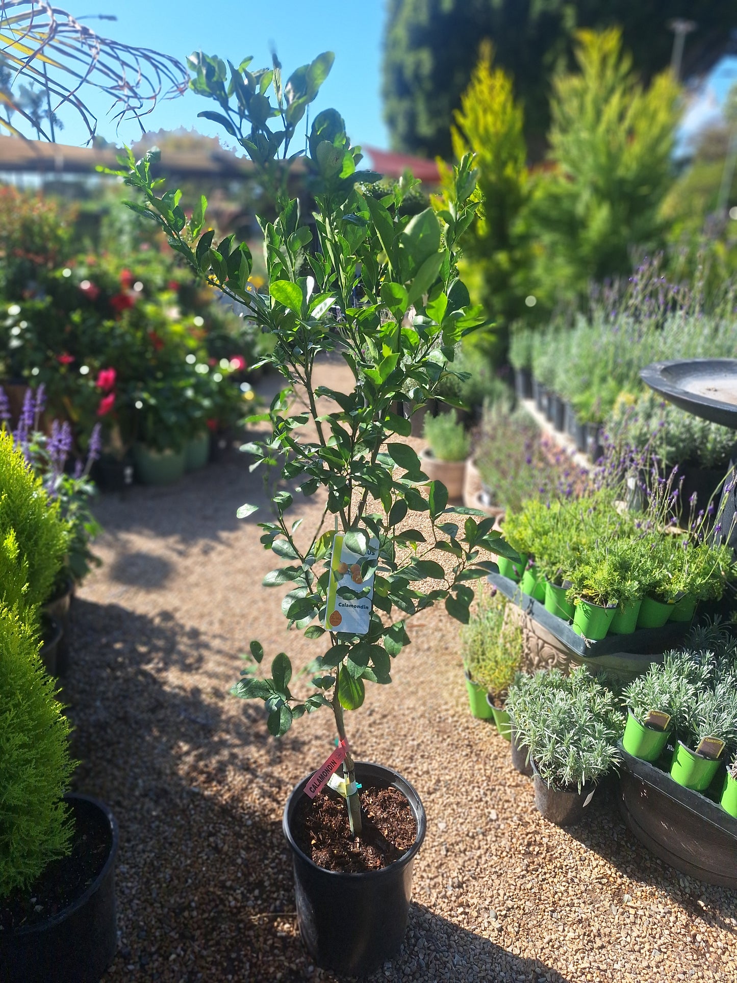 Calamondin (Calamansi) Citrus Fruit Tree