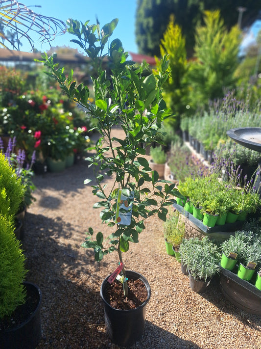 Calamondin (Calamansi) Citrus Fruit Tree