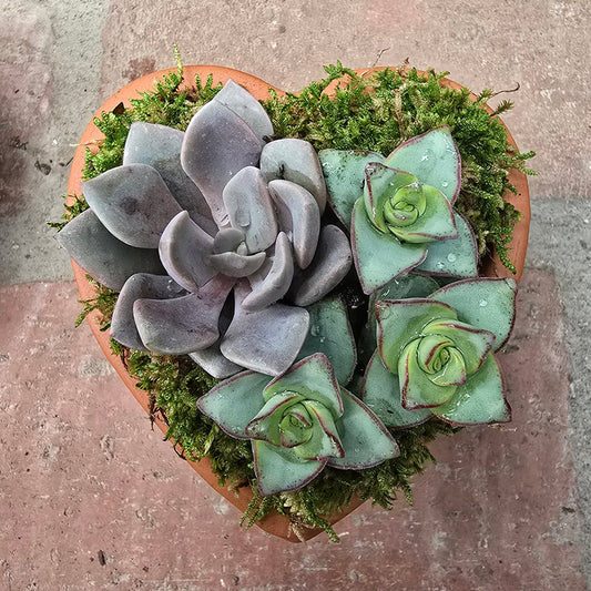 Heart Succulent Arrangement | Small