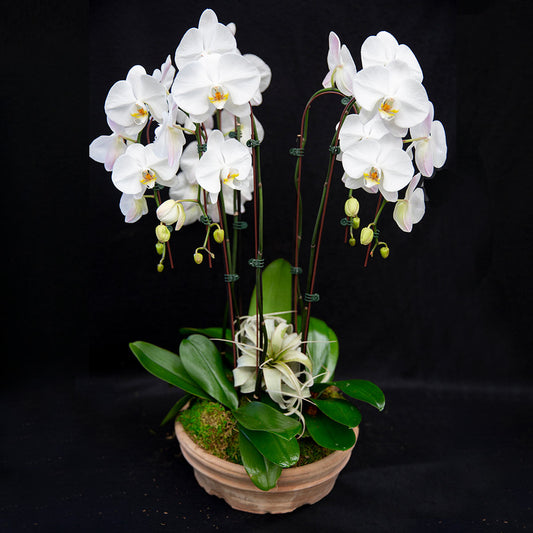 large 7 day nursery orchid arrnagement