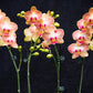 Orchid Arrangement | Medium