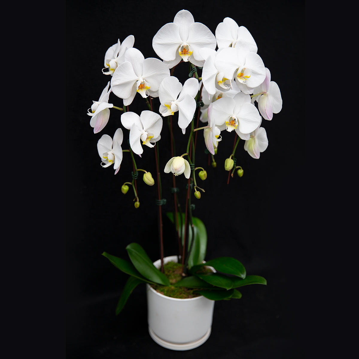 Orchid Arrangement | Medium