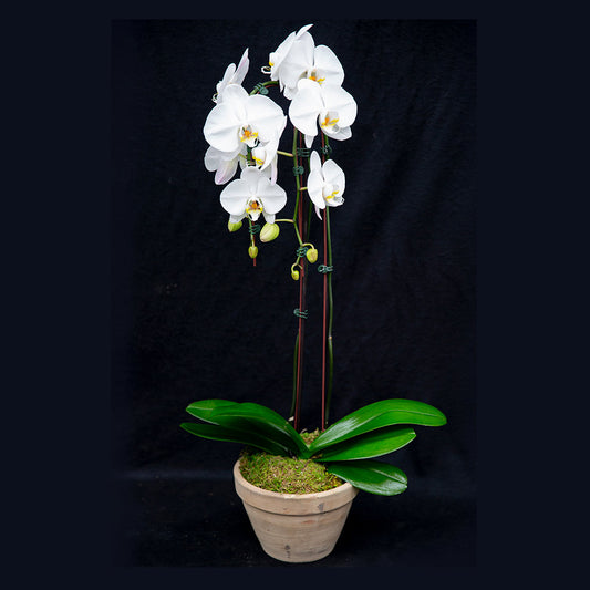 small orchid arrangement 7 day nursery
