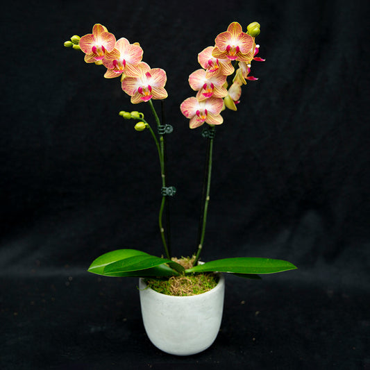 Orchid Arrangement | Extra Small