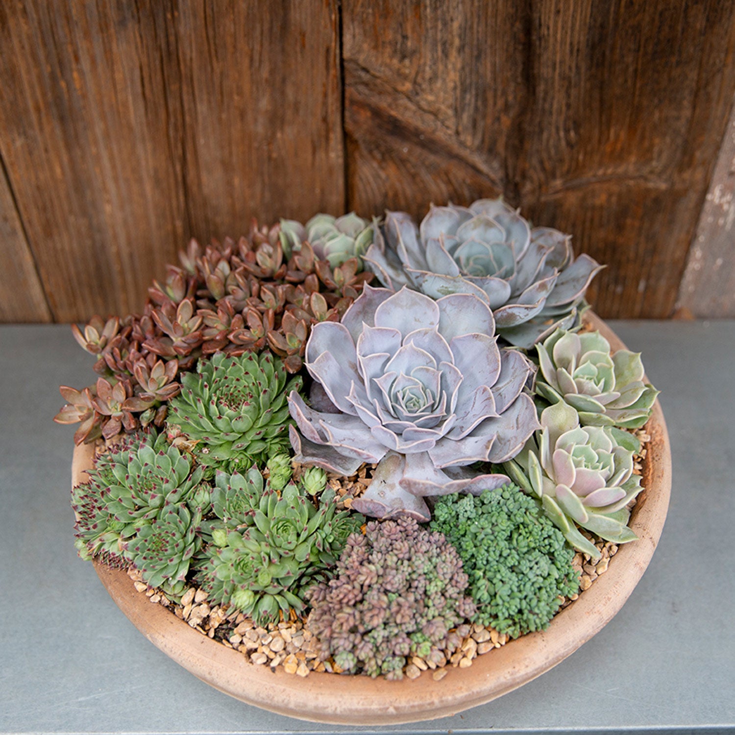 big succulent plant Succulent Arrangement