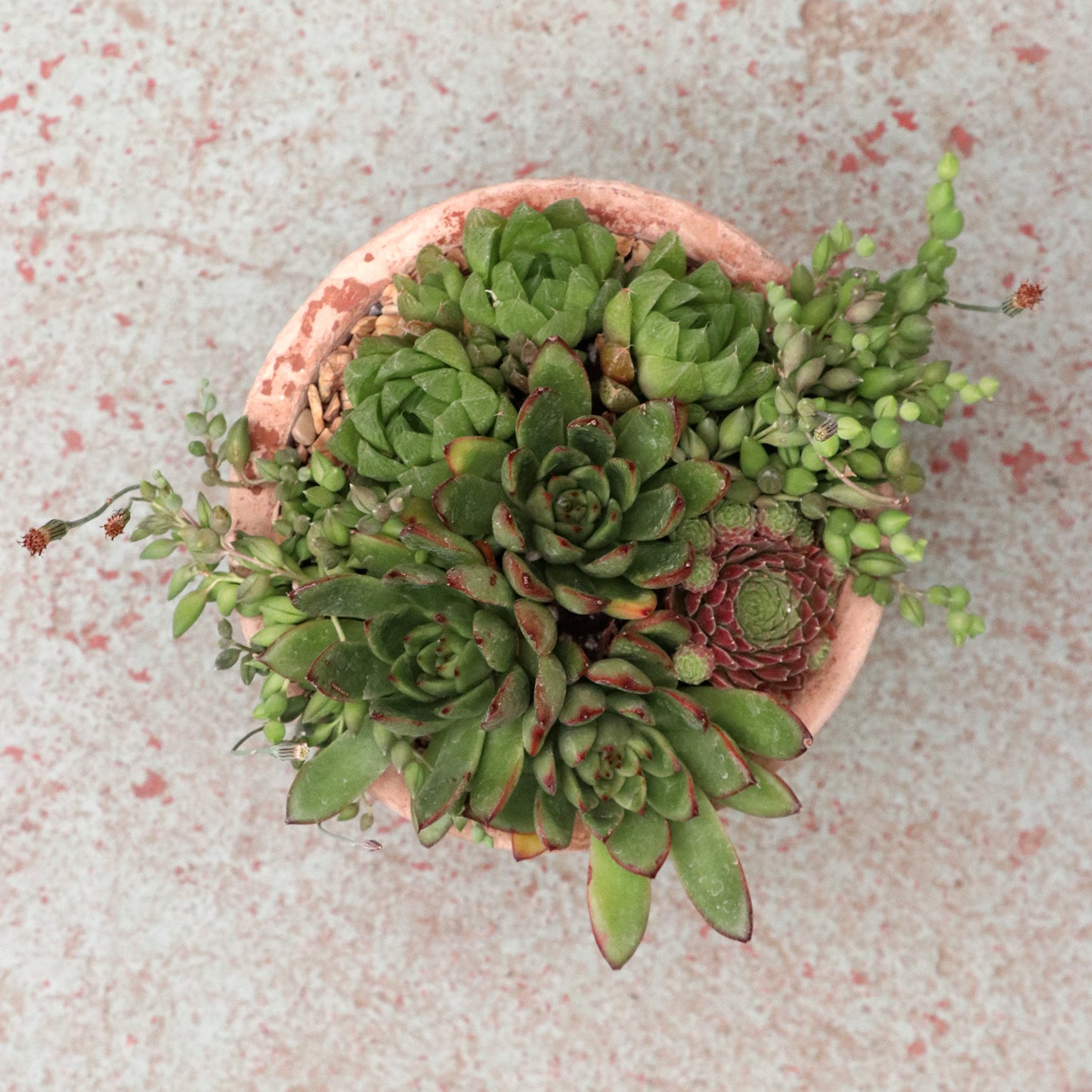 Succulent Arrangement | Small