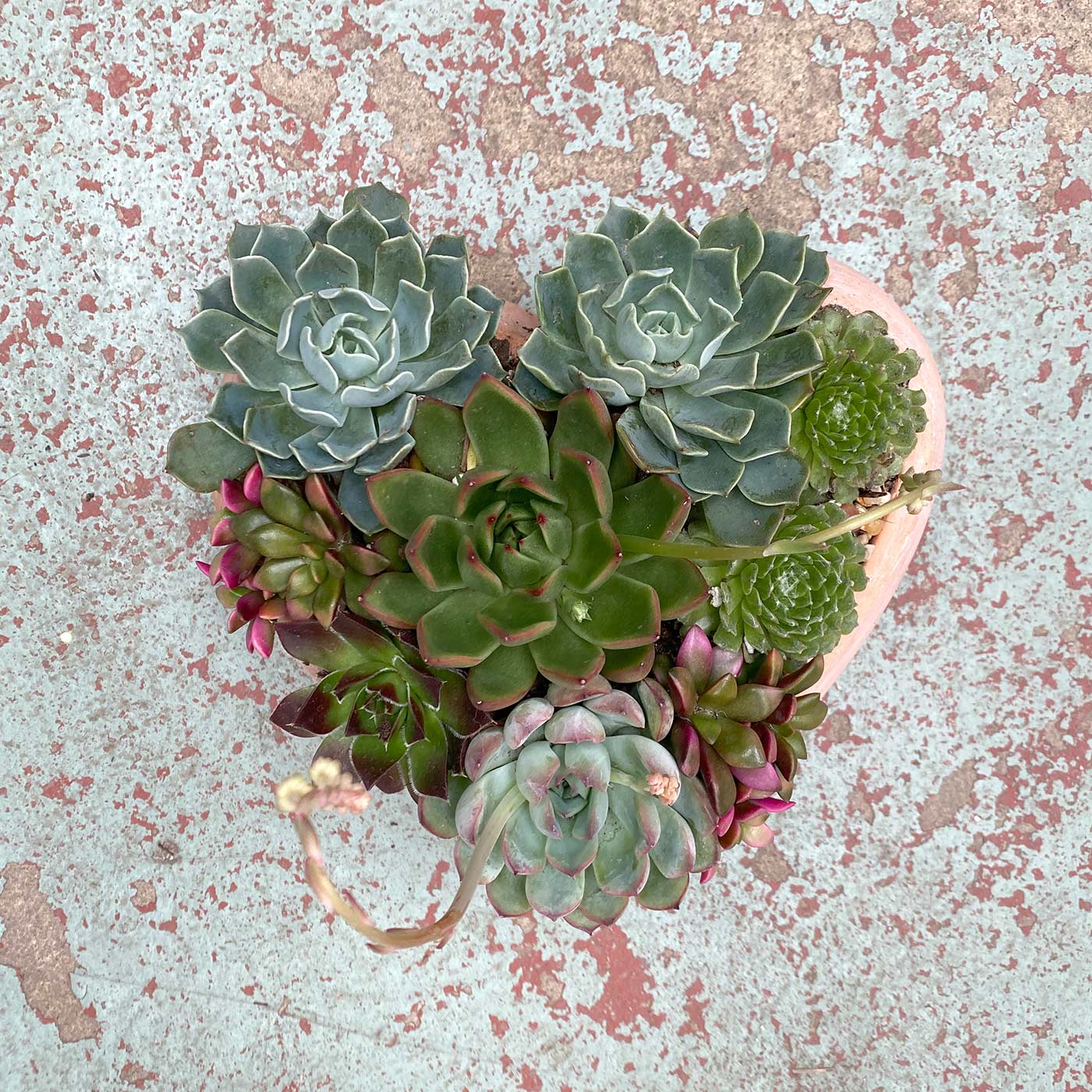 heart succulent arrangement 7 day nursery